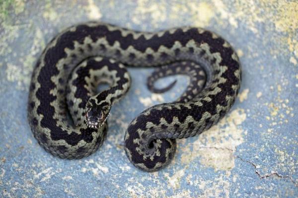 Bărbat atacat de viperă, în Piatra Craiului. Un alt turist, care i-a sărit în ajutor, a avut simptome ale intoxicației cu venin