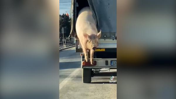 Un porc filmat în timp ce "zboară" dintr-un camion, în Brăila