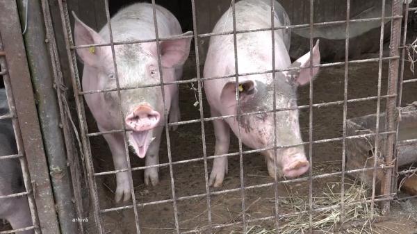 Atenţie la tradiţiile şi regulile de Ignat. Porc sacrificat în casă, la Braşov; vecinii au crezut că se petrece o crimă şi au sunat la 112