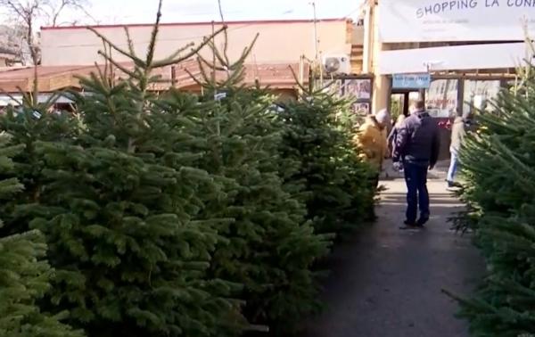 A început goana după brazi: Cei mai ieftini 50 de lei, cei mai scumpi 2.600 de lei. Secretele alegerii unui brad perfect