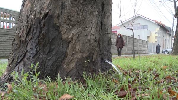 Copacul din care curge apa ca la robinet. Timişorenii s-au strâns să vadă "minunea"