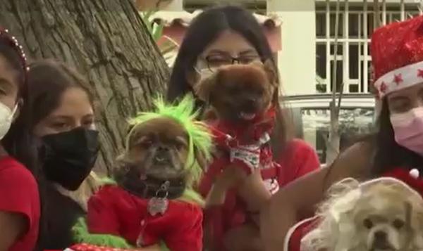 Parada costumelor de Crăciun pentru căţei. Cele mai frumoase, premiate în bunuri pentru patrupede