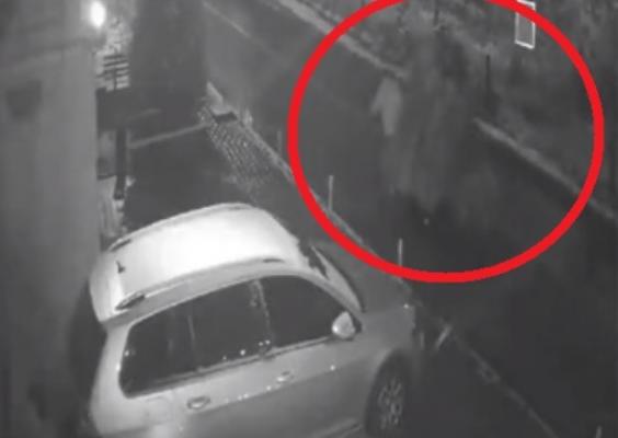 Hoţi de brazi surprinşi de camerele video. Cât de repede reuşesc să taie şi să fugă cu un pom de câţiva metri