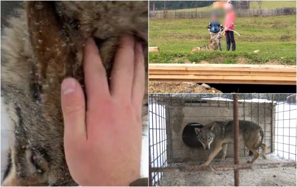 "Lupi, hai, cuţu". Suceveanul care a crescut 2 ani un lup în curtea sa a izbucnit în lacrimi la despărţirea de el