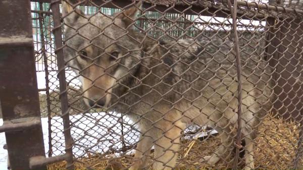 Lupul crescut de un sucevean pe post de câine a ajuns la Grădina Zoologică. Lupi era blând, îndrăgit de familie şi se juca cu cei mici