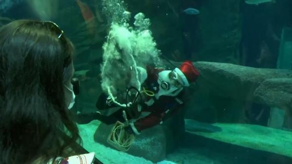 Spectacol de Crăciun printre rechini. Scafandrii din Rio de Janeiro au împărțit "cadouri" sub apă