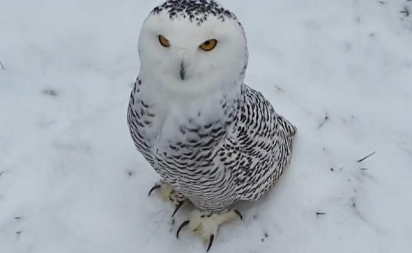 Trei reni şi două bufniţe polare, noile atracţii de la Grădina Zoologică din Târgu Mureş