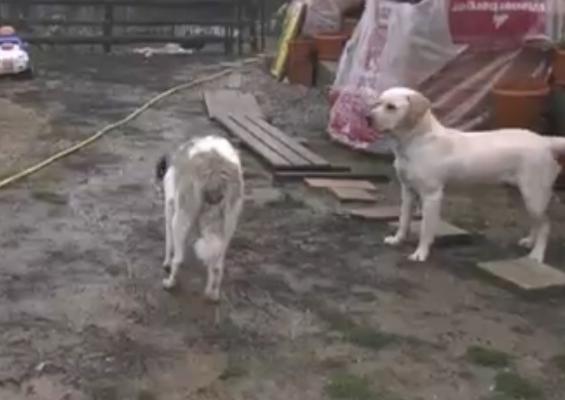 Animalele, chinuite de artificii. Câinii sunt cei mai afectaţi: "Există cazuri în care sar în faţa maşinilor"