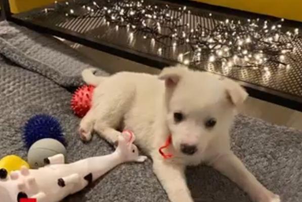 Povestea lui Ice. A fost aruncat într-un coş de gunoi, în ploaie. Un poliţist l-a găsit aproape îngheţat şi l-a adoptat