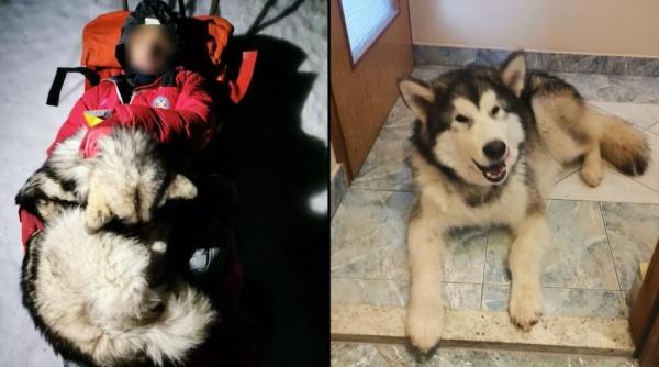 North, un câine inimos, și-a încălzit stăpânul timp de 13 ore, pe munte, după o accidentare