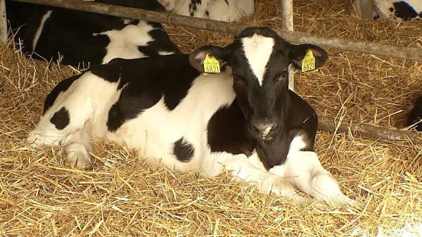 Comisia Europeană propune să mâncăm mai puţină carne de vită pentru a reduce poluarea. Fermierilor li se pare absurd: "Sunt rupți de realitate"