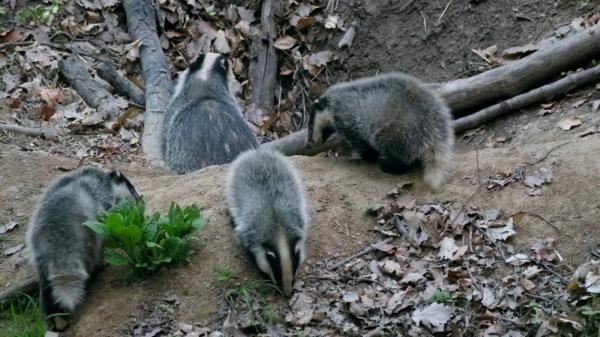 Descoperire istorică făcută de un bursuc înfometat. Ce spun arheologii despre comoara din nordul Spaniei