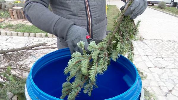 Apă tonică din brazii de Crăciun din România. "Va produce un ulei esențial cu proprietăți deosebite"