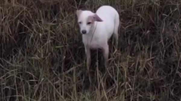 Intervenție cu poliţie și paza de coastă pentru găsirea unui cățel. Stăpânii au agățat cârnăciori de dronele trirmise să-l depisteze