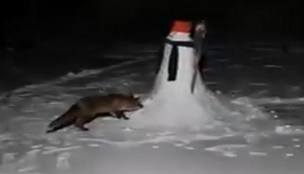 Vulpea curioasă şi omul de zăpadă, întâlnire neobișnuită într-o curte din Roșcani, în Hunedoara