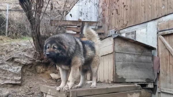 Băiețelul sfâșiat în Dâmbovița a fost atacat de doi ciobănești caucazieni. Câinii erau liberi în curtea familiei