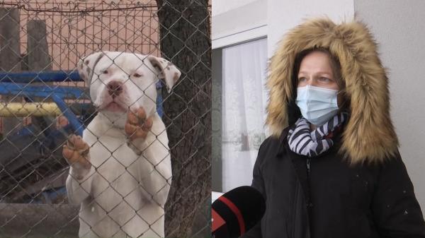 Ce l-a salvat de la moarte sigură pe băiatul de 6 ani atacat de câine în Suceava? Stăpânul animalului a fost amendat cu 250 de lei şi anunţă că nu-l mai păstrează