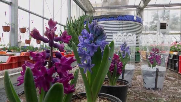În miez de iarnă, la Cluj răsar vestitorii primăverii. Florile aduse din Olanda au parte de un tratament special