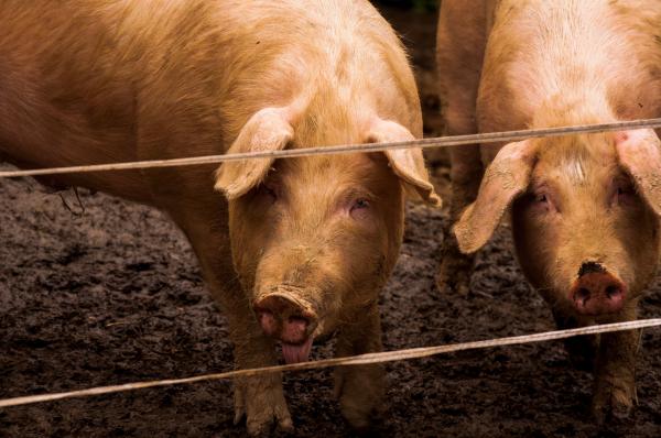 România, țară ideală pentru agricultură, a ajuns dependentă de importuri. Nu ne ajunge carnea de porc, zahărul sau laptele