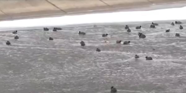 Un lac de acumulare din Hunedora, adevăratul paradis al păsărilor sălbatice. "E un rai al fotografiilor"