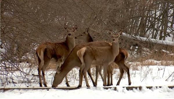 Silvicultorii din Maramureş merg zilnic kilometri întregi prin zăpadă pentru a hrăni căprioarele. Fără ei, animalele ar muri de foame