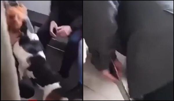 Un paznic a intrat cu toporul într-o şcoală din Maramureş şi a luat de gât un câine cu care se jucau elevii