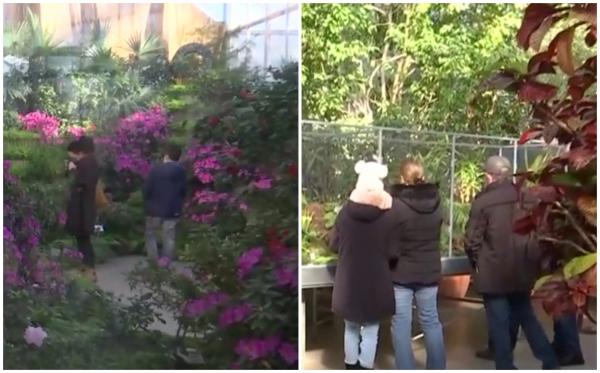 Spectacol de culoare la Grădina Botanică din Iaşi. Copiii, fascinaţi de plantele carnivore: cel mai popular "exponat"