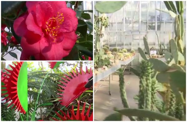 Flori de o frumuseţe rară, aduse de peste mări şi ţări la Gradina Botanică din Iași. Preţul unei vizite în "tărâmul exotic"