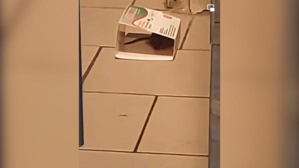 Șoarece filmat într-un supermarket din Buzău, lângă raionul de patiserie. Magazinul a fost amendat