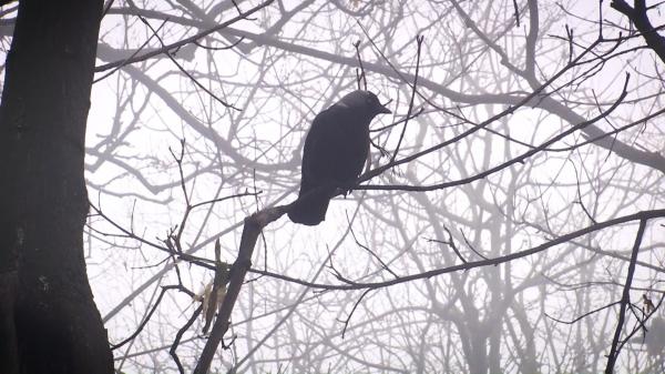 Autorităţile din Târgu Jiu declară război ciorilor. Păsările vor fi alungate cu un sistem care scoate un sunet deranjant, inclusiv pentru oameni