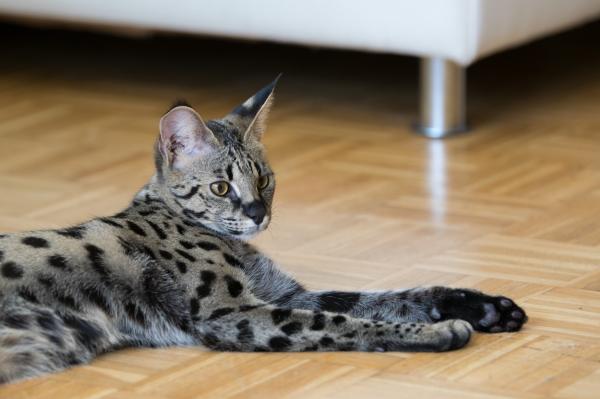 Exoticele pisici Savannah ar putea fi interzise în Marea Britanie. Astfel de exemplare se vând şi în România