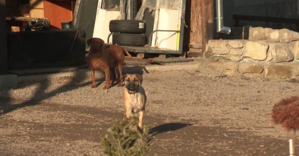 Scene şocante în Covasna: un copil de 11 ani, sfâşiat de câini. Băiatul, aflat în agonie, a fost dus acasă de proprietarul câinilor: "Tot corpul e plin de plăgi"