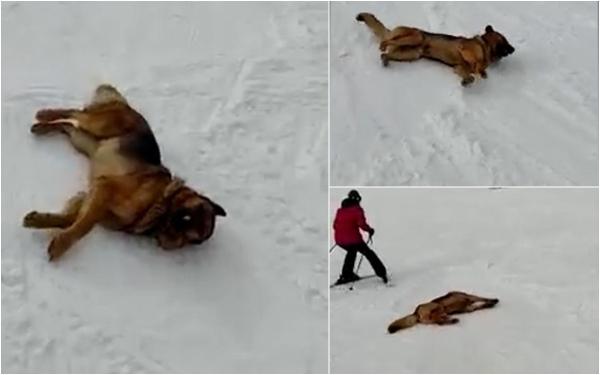 "Extraordinar!" Thorr, câinele care a devenit atracţia staţiunii Straja. Se dă în vânt după schiat