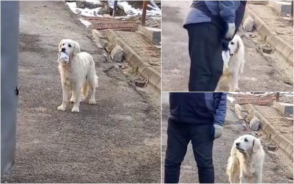 Sally, căţeluşa-minune din Târgu Mureş care duce singură gunoiul