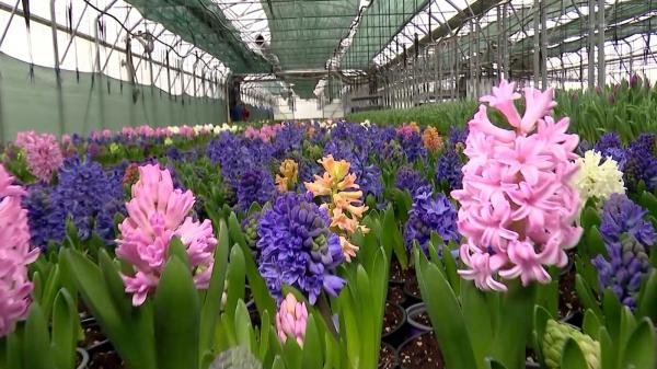 Cât costă florile de Mărţişor şi 8 Martie. Preţuri uriaşe pentru un buchet de zambile sau lalele