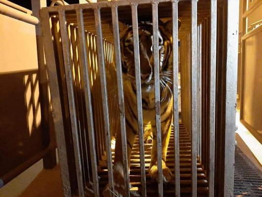 Victimele colaterale ale războiului. Animalele de la cel mai mare zoo din Kiev au rămas blocate în capitala bombardată