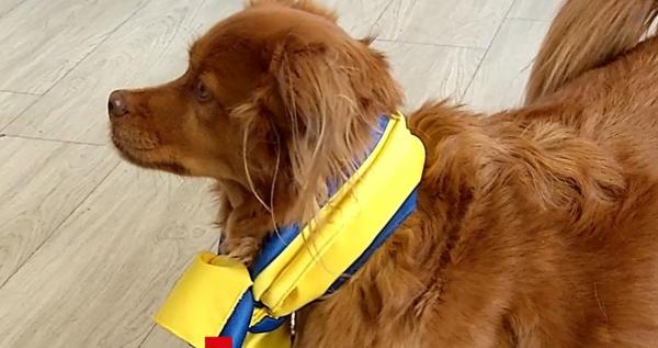 Cățelușul Boomy și alți patrupezi terapeuți au adus zâmbete pe chipurile unor copii de la un centru de refugiați din Ilfov