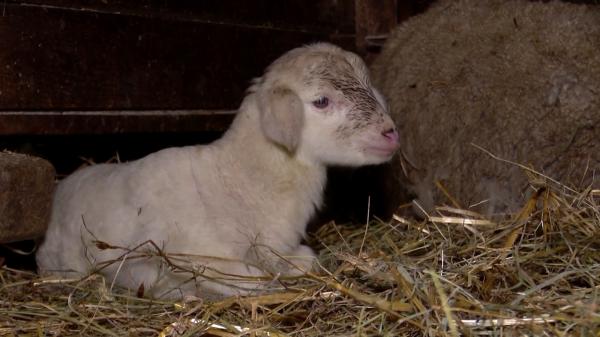 Carnea de miel, mai scumpă ca acum un an. Preţul pentru un kilogram ar putea creşte cu cel puţin 10%