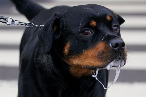 Familie sfâșiată de un Rottweiller, în Prahova. Animalul a atacat mai întâi băiețelul de 7 ani, apoi a mușcat părinții
