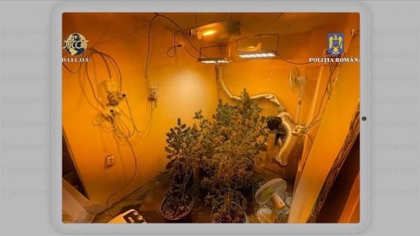 Cum şi-a amenajat un bucureştean o plantaţie de canabis în apartament: avea sisteme de iluminat, de irigare şi aeroterme speciale