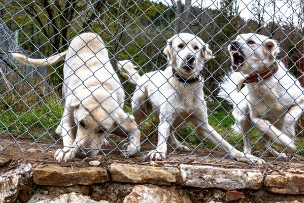 Femeie de 70 de ani, sfâşiată de câini la o fermă din Vaslui. A fost găsită complet dezbrăcată de unul dintre paznici