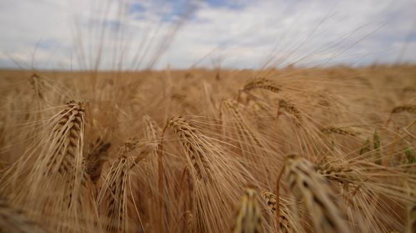 Pâinea s-a scumpit din nou. Cu cât au crescut preţurile
