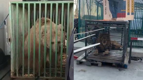 Viață nouă pentru ursoaica Masha, salvată din Ucraina de voluntarii români. ”E ultima dată când Masha se mai află într-o cuşcă”