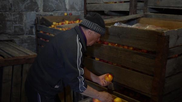 Simbol românesc, pe cale de dispariţie. Cum au ajuns renumitele mere de Voinești să fie aruncate la gunoi sau în cazanul de ţuică