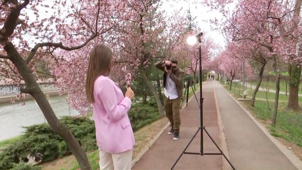 Au înflorit cireşii de pe malul râului Bega, un loc ideal pentru a surprinde spectacolul naturii într-o fotografie