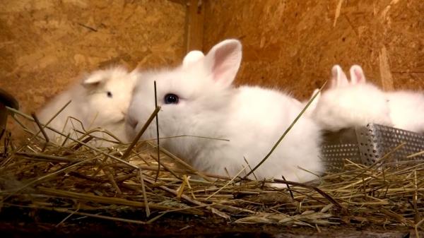 Iepuraşii, cadoul perfect de Paşte. Cât costă şi cum se întreţin