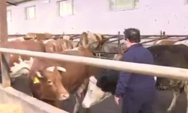 Lapte bio gratuit pentru elevi. 56 de unităţi şcolare din Brașov beneficiază de produsele naturale