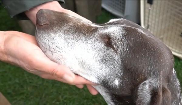 Expoziţie canină la Satu Mare. Peste 350 de exemplare din toate rasele au defilat prin faţa spectatorilor şi a arbitrilor