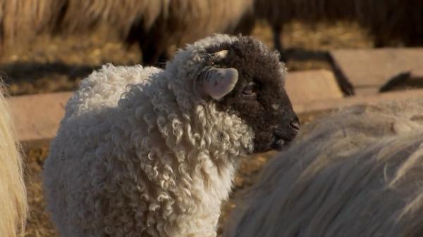 STUDIU. Care este judeţul surpriză cu cele mai multe oi din ţară