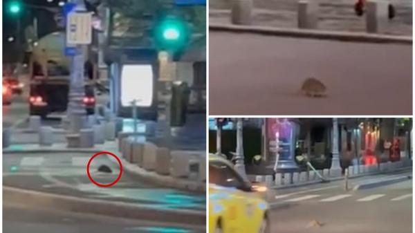 Şobolan uriaş, filmat în timp ce se plimba prin faţa Guvernului. "Cât de mare e, zici că-i pisică!"